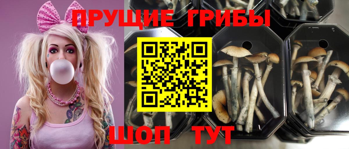 Псилоцибиновые грибы мицелий Отрадный